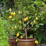 Eureka Lemon Tree