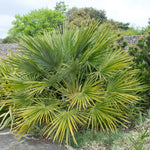 European Fan Palm Tree