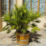 European Fan Palm Tree