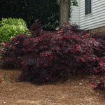 Ever Red Loropetalum Shrub