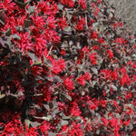 Bright red blooms every spring.