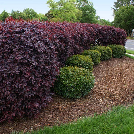 Ever Red Loropetalum Shrub