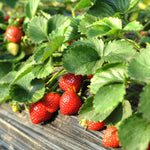 Everbearing Strawberry Bush