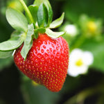 Everbearing Strawberry Bush