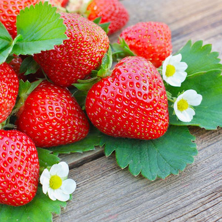 Everbearing Strawberry Bush