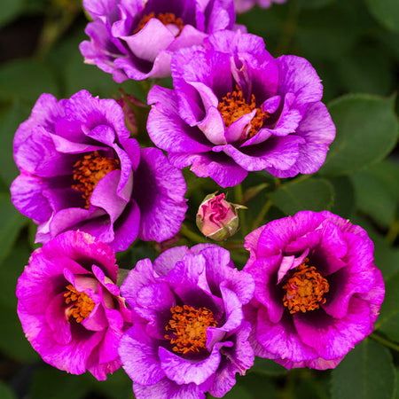 Eyeconic® Plum Lemonade Rose