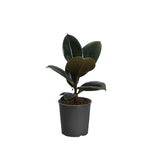 Rubber Tree Plant