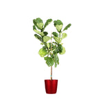 Fiddle-Leaf Fig Tree