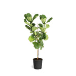 Fiddle-Leaf Fig Tree