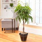 Ficus Alii Braid Plant