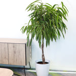 Ficus Alii Braid Plant