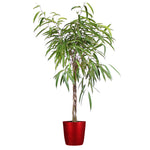 Ficus Alii Braid Plant