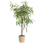 Ficus Alii Braid Plant