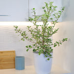 Ficus Triangularis