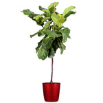 Fiddle-Leaf Fig Tree