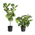 Fiddle-Leaf Fig Tree