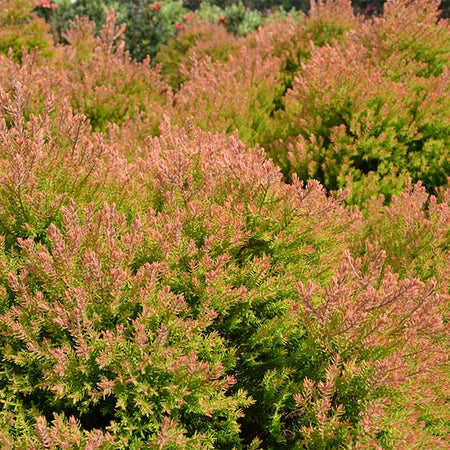 Fire Chief™ Thuja Shrub