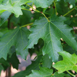 Flashfire's spring and summer color is a bright green.