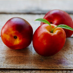 Flavortop tolerate heat but like all nectarines, prefer lower humidity, good drainage is a must.