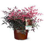 Flirt™ Nandina Bush