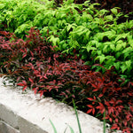 photo courtesy the Sunset Western Garden Collection®