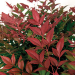 photo courtesy the Sunset Western Garden Collection®