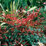 photo courtesy the Sunset Western Garden Collection®