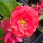 Flower Carpet Red Rose
