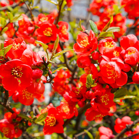 Red Flowering Quince Tree