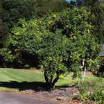 Hardy Orange Tree 'Flying Dragon'