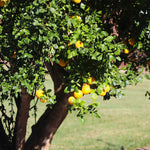 Hardy Orange Tree 'Flying Dragon'