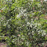 Hardy Orange Tree 'Flying Dragon'
