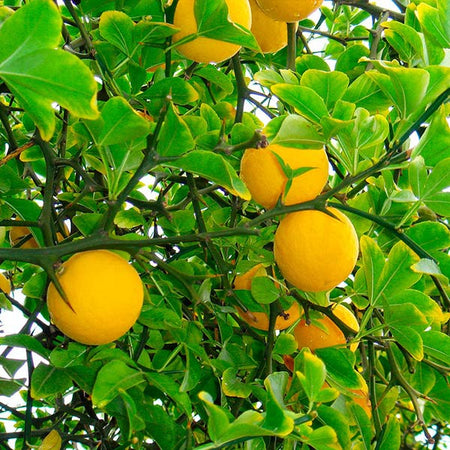 Hardy Orange Tree 'Flying Dragon'