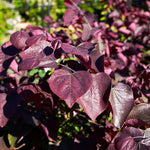 Dark purple foliage all season long!