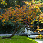 Fall color is orange yellow.