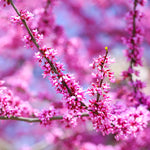 Traditional pink redbud blooms every spring.