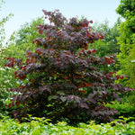Dark purple foliage all season long!