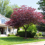 Forest Pansy Redbud Tree