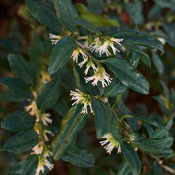 Fragrant Sweetbox
