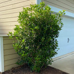 Fragrant Tea Olive Shrub