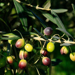Italian Olive Tree