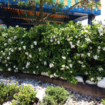 Frost Proof Gardenias are hardy down to zone 7.