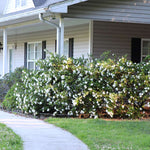 Frost Proof Gardenias create a wonderful shrub filled with fragrant blooms.