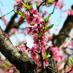 Your peach tree will be covered in pink blooms every spring.
