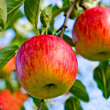 Fuji Apple Tree