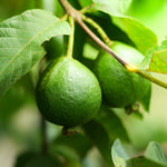 Guava Tree 'Ruby Supreme'