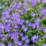 Geranium Rozanne