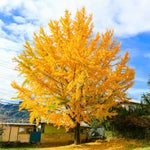Our Ginkgo Trees are male for an odor free fall color display.