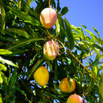 Mango Kit