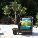 Glenn Mango Tree